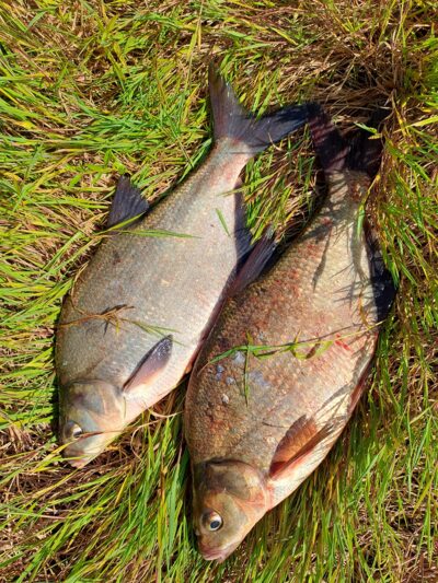 Carp bream ×2 — Neman River