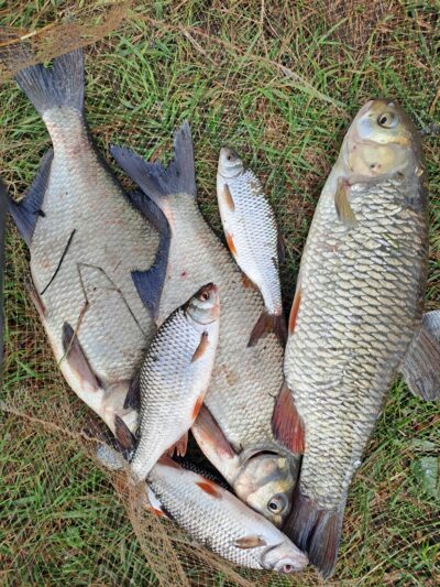 Carp bream ×2 — Neman River