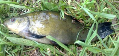 Tench — Pakumulšių I-asis