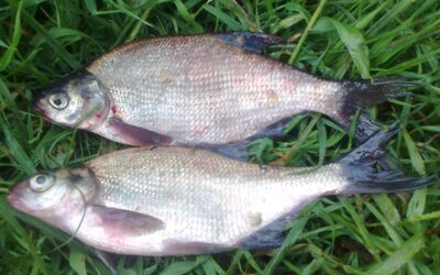 Carp bream ×2 — Pakumulšių II-asis