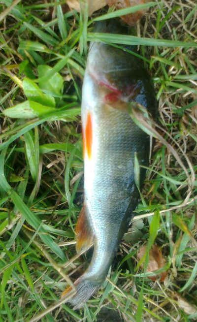 Eurasian perch — Pakumulšių I-asis