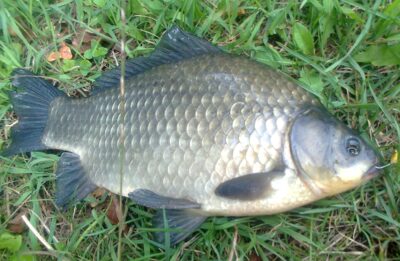 Prussian carp, 1.0 kg — Pakumulšių I-asis