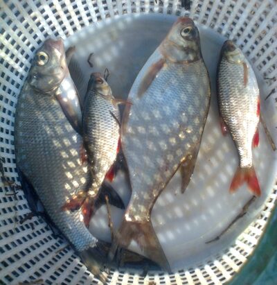 Carp bream ×2 — Pakumulšių II-asis