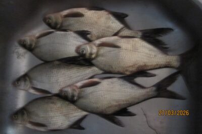Carp bream ×6 — Pakumulšių II-asis
