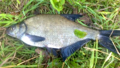 Carp bream, 0.4 kg — Pakumulšių I-asis