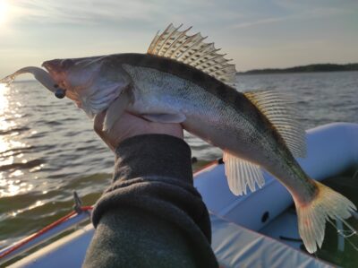 Pike perch — Kaunas reservoir