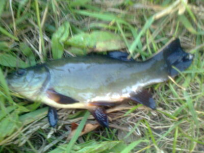 Tench — Pakumulšių I-asis