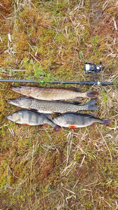 Eurasian perch ×2