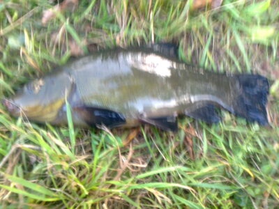 Tench, 0.5 kg — Pakumulšių I-asis