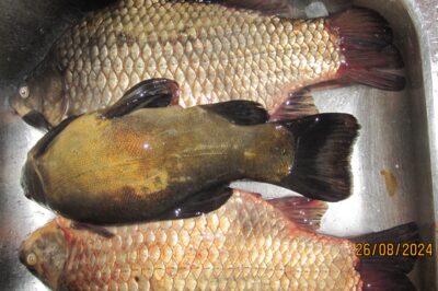 Prussian carp ×2 — Pakumulšių I-asis