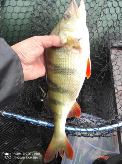 Eurasian perch, 0.5 kg — Avilys