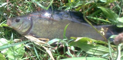 Tench — Pakumulšių I-asis