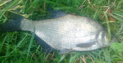 Carp bream — Pakumulšių I-asis