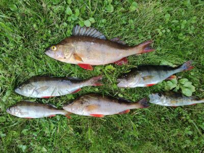 Eurasian perch ×6 — Sartai