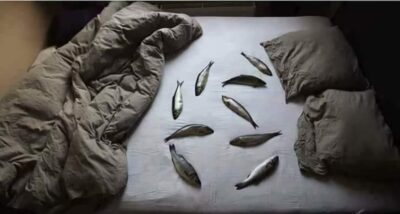 Atlantic herring