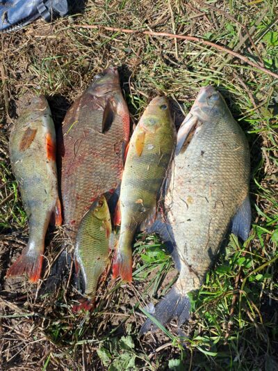 Carp bream ×2 — Karklėnų