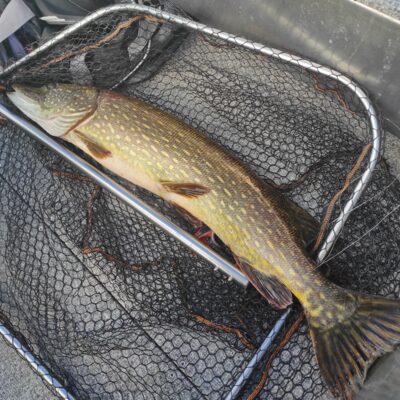 Northern Pike, 7.0 kg — Drūkšiai