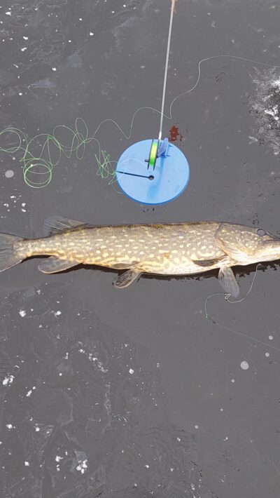 Northern Pike, 3.0 kg