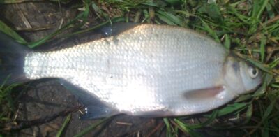 Carp bream — Pakumulšių II-asis
