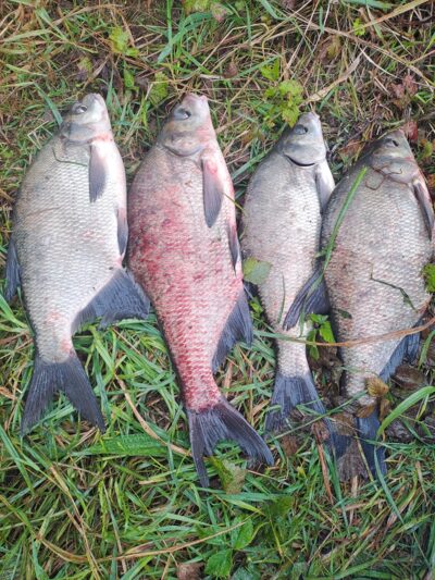 Carp bream ×4 — Neman River