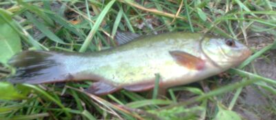 Tench — Pakumulšių I-asis