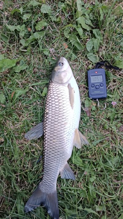 Grass carp, 1.0 kg