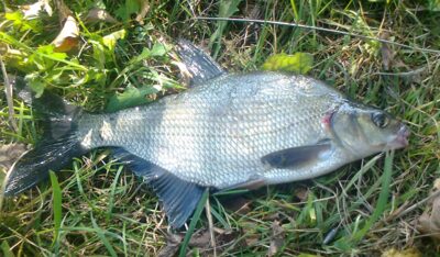 Carp bream, 0.4 kg — Pakumulšių I-asis