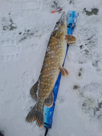 Northern Pike — Aunuvėnų