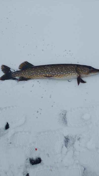 Northern Pike