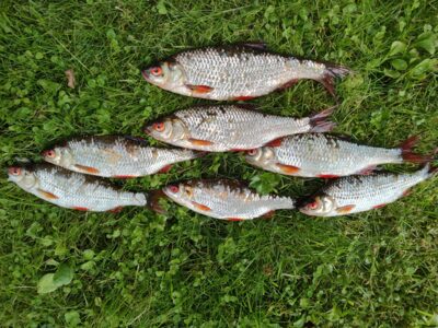 Roach ×7 — Sartai