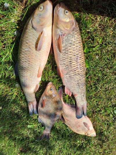 chub ×2 — Neman River