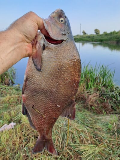 Carp bream, 3.1 kg — Neman River