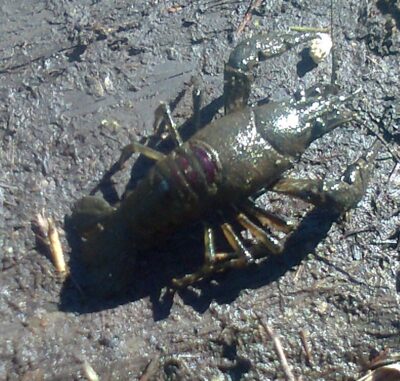 Danube crayfish — Pakumulšių II-asis