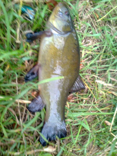 Tench — Pakumulšių I-asis