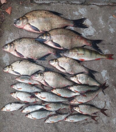 Carp bream ×7 — Stirniai