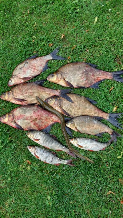 Carp bream ×4