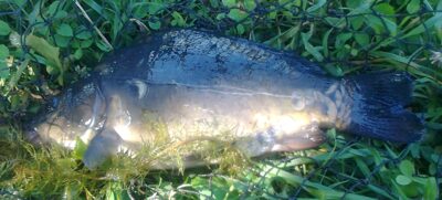 Carp — Pakumulšių I-asis