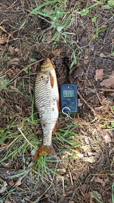 Roach, 0.3 kg