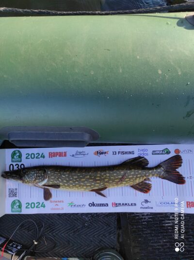 Northern Pike — Sartai