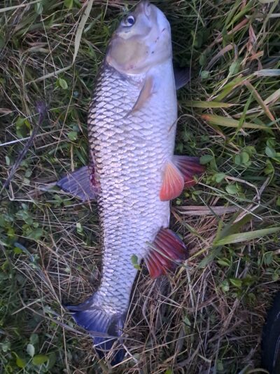 chub — Neman River