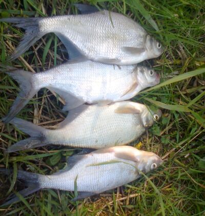 Carp bream ×4 — Pakumulšių II-asis