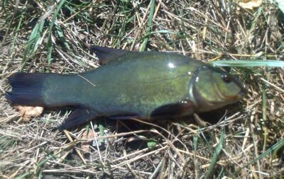 Tench — Pakumulšių I-asis