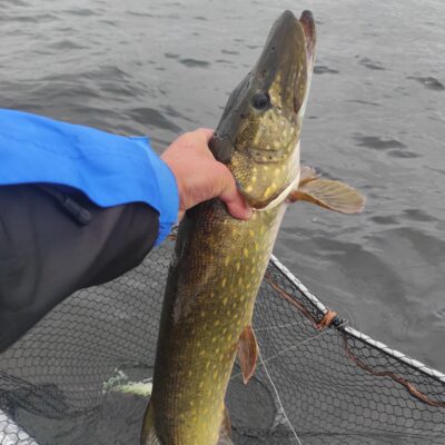 Northern Pike, 3.0 kg — Drūkšiai