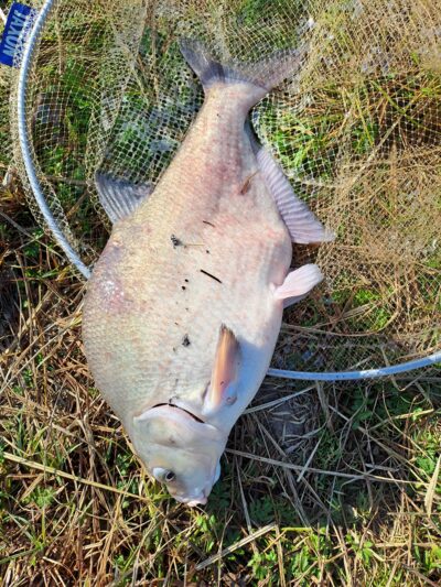 Carp bream ×2 — Neman River