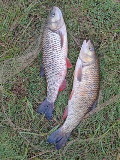 chub ×2 — Neman River