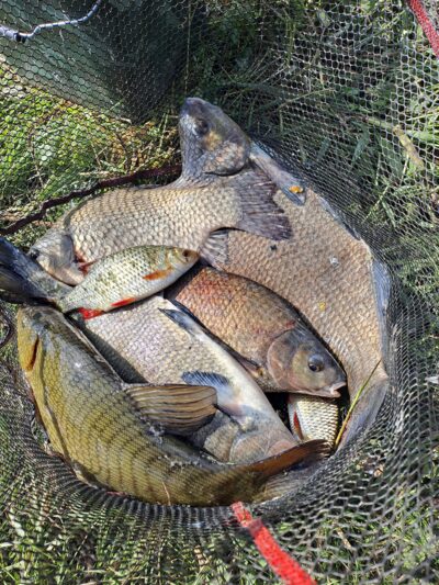 Carp bream ×3 — Bitežeris