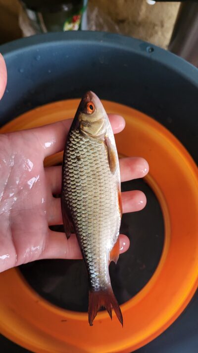 Roach, 0.1 kg — Lėvuo