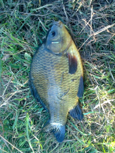 Crucian carp, 0.6 kg — Pakumulšių I-asis