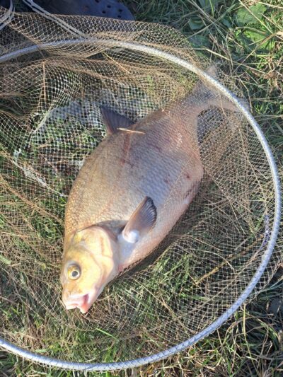 Carp bream — Neman River