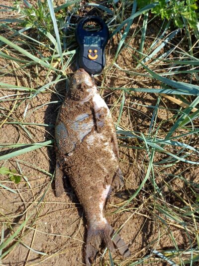 Carp bream, 0.8 kg — Kuršių